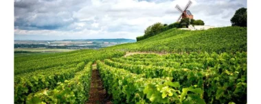 Discovering the Champagne vineyards